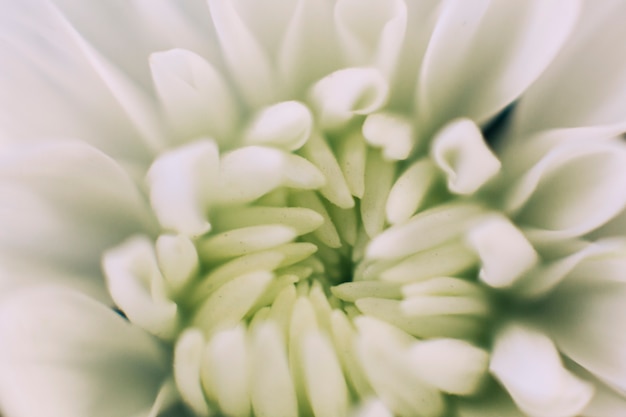 Abstract background of white flower