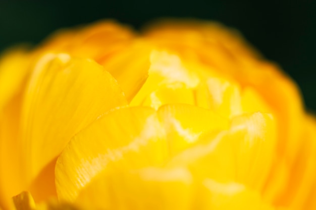 노란 튤립 꽃잎의 추상 배경
