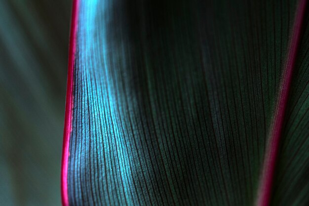 Abstract blue Ti or Cordyline leaves texture pattern macro photography