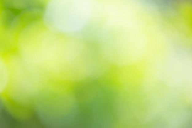 Abstract blur green nature