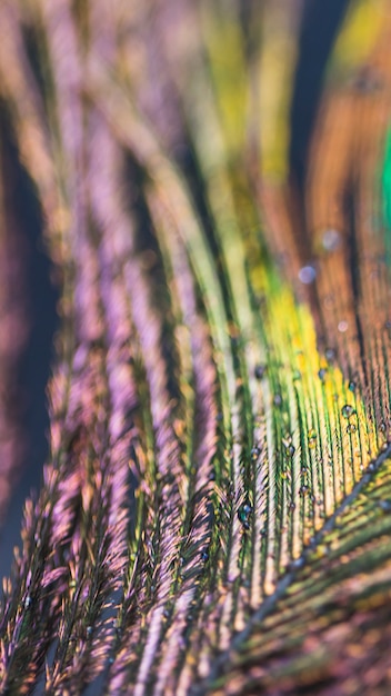 Abstract blurred macro peacock feather