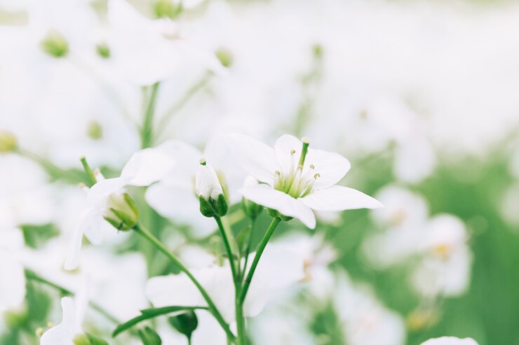 無料Photo 抽象的な花の背景