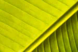 무료 사진 추상 녹색 바나나 자연 잎