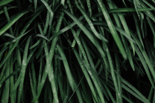 Abstract green leaves background