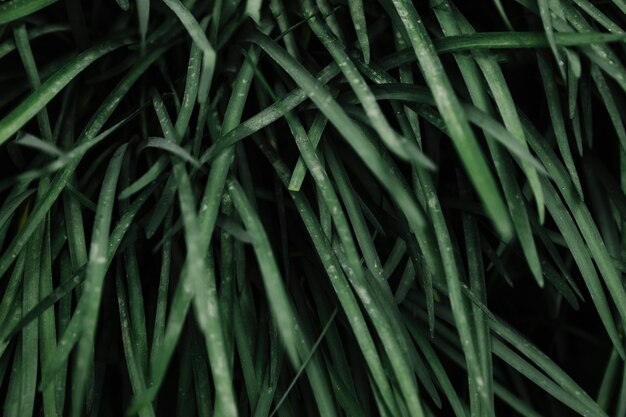 Абстрактный фон из зеленых листьев