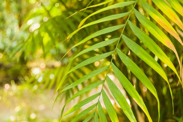 Abstract green leaves background