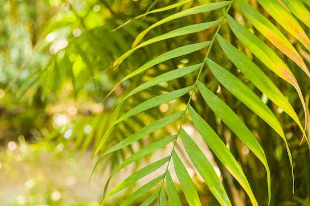 Abstract green leaves background