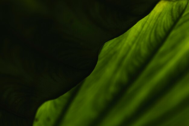 Abstract green leaves