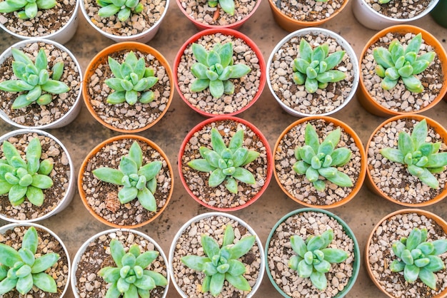 抽象ホット装飾風景植物学