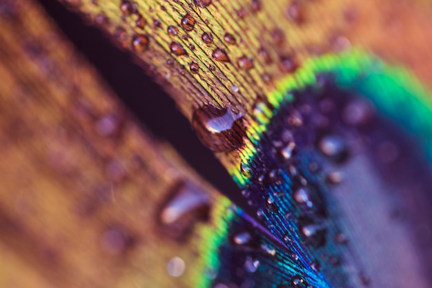 An abstract image of a peacock feather with a water drop