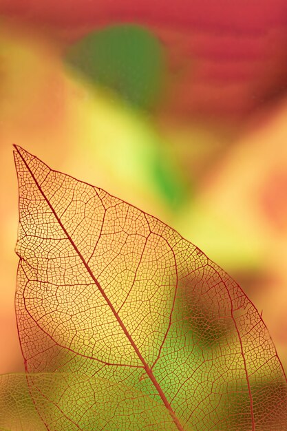 Abstract leaf veins with yellow