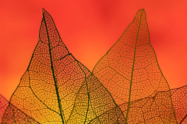 Abstract leaves with red backlight