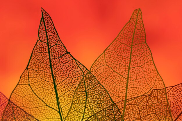abstract leaves with red backlight