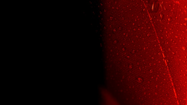 Abstract macro shot of red peacock feather on black backdrop