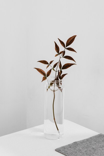 Abstract minimal plant in a tall glass