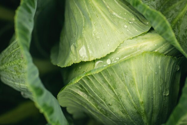 Abstract natural background cabbage leaves close up