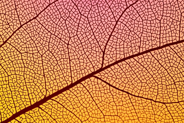 抽象的なオレンジ色の秋の葉