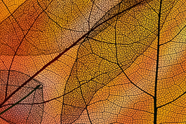 Abstract orange colored autumn foliage