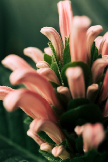 ピンクの花の抽象的なパターン