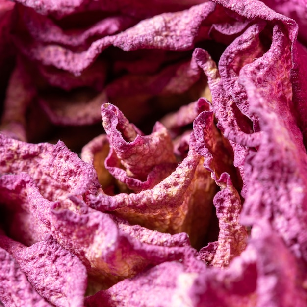 Abstract purple plant close-up