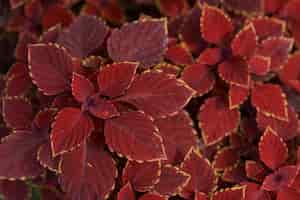 無料写真 自然の中で抽象的な赤い植物の葉