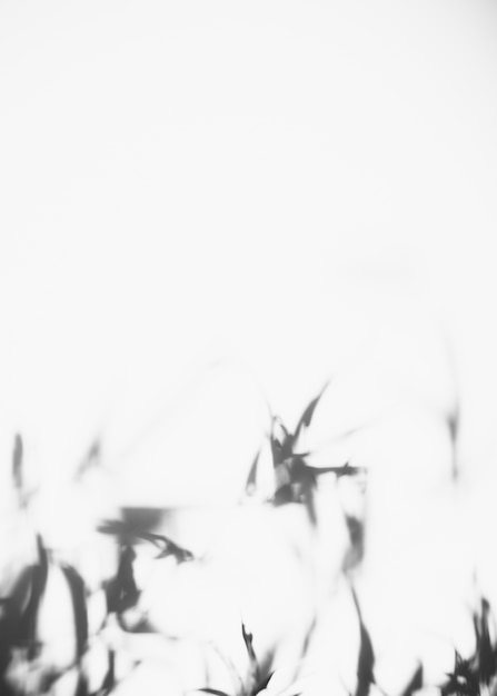 Abstract shadow of leaves on white background