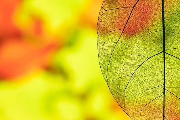 Абстрактный прозрачный осенний лист