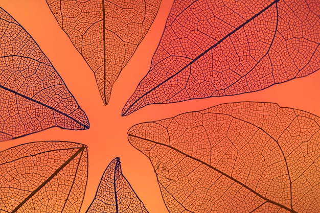 Free photo abstract transparent orange fall leaves