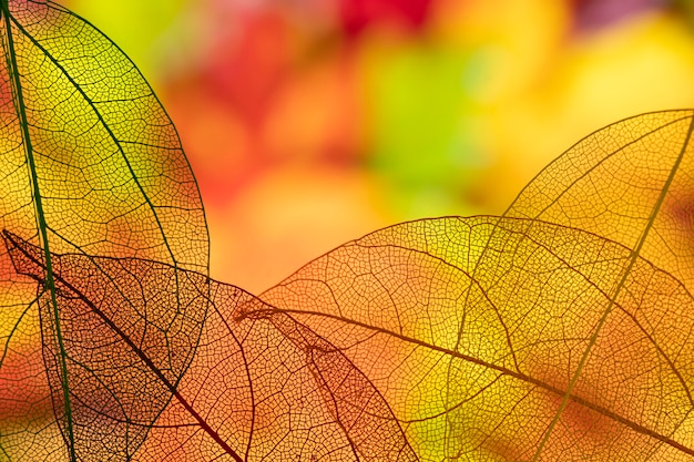 Abstract transparent orange leaves