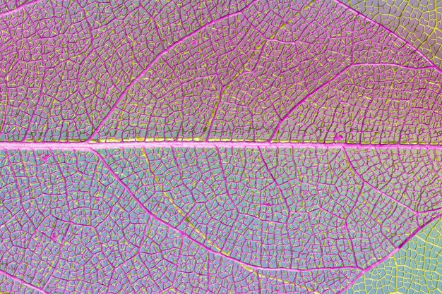 Free Photo abstract transparent purple leaf 