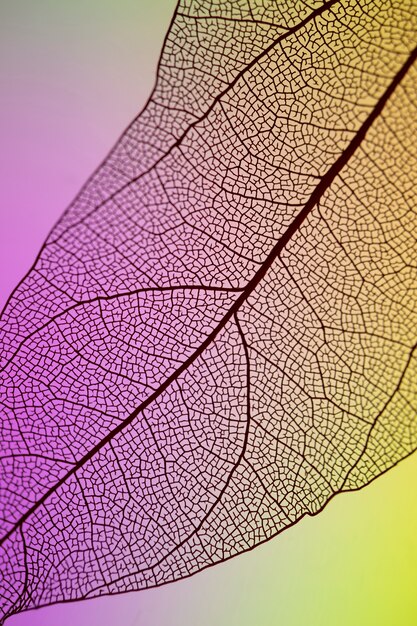 抽象的な透明な紫と黄色の葉
