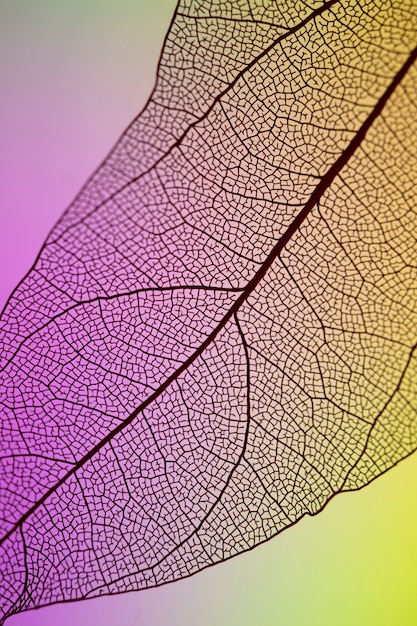 Abstract transparent purple and yellow leaf