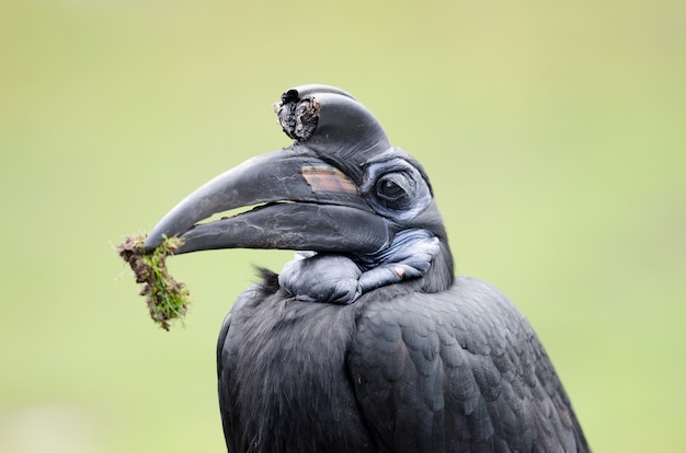 Abyssinian Ground Hornbill, bird portrait