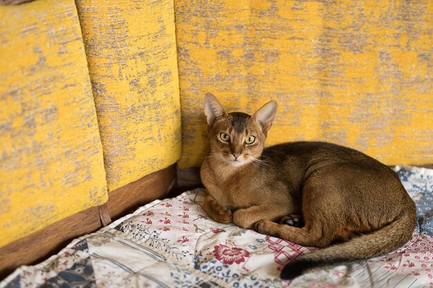 キッチンとリビングルームでかわいい純血種の血色の良いアビシニアンの子猫 プレミアム写真