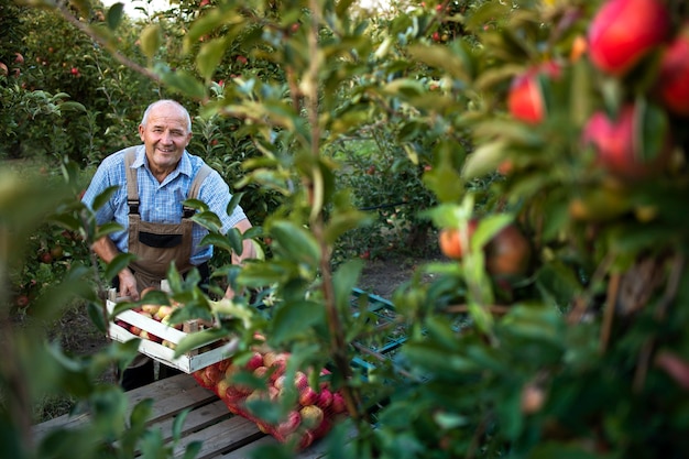 Active senior farmer arranging freshly harvested apple fruit in orchard