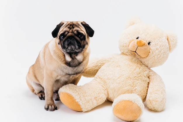 Adorable adult pug and big teddy bear plush toy