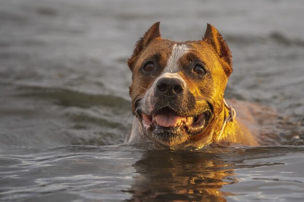 Adorable American Staffordshire Terrier dog swimming in the water