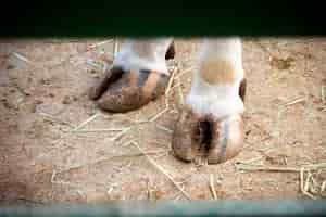 Free photo adorable baby pig legs at the farm