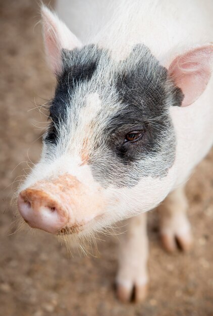 農場で愛らしい子豚