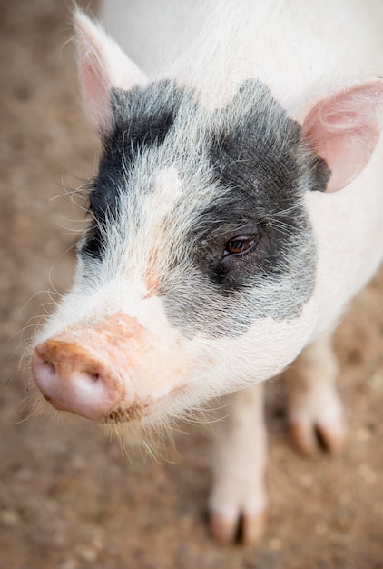 Adorable baby pigs at the farm