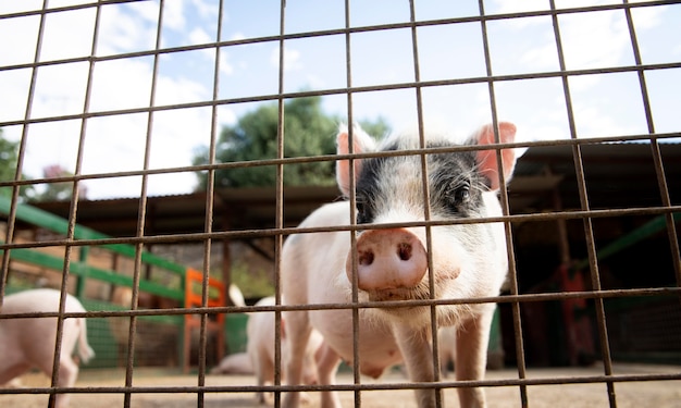 Free photo adorable baby pigs at the farm