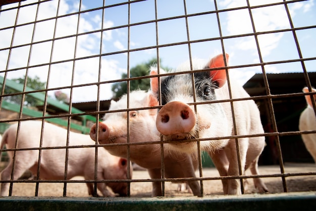 Adorable baby pigs at the farm