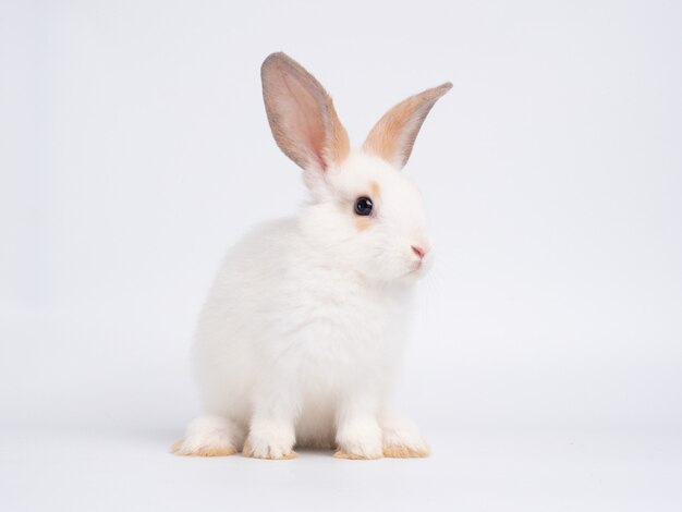白い壁に座っているかわいい赤ちゃん白いウサギ プレミアム写真