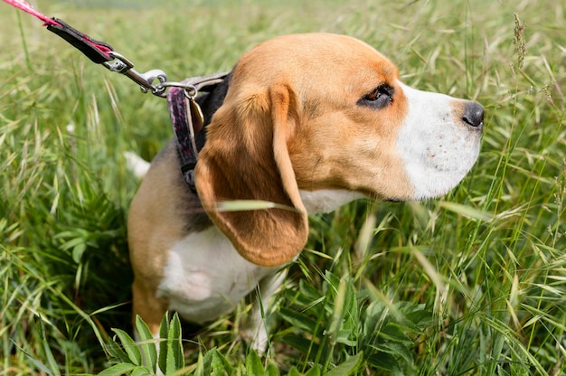 Free photo adorable beagle enjoying walk in the nature