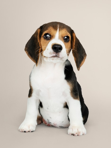 Free photo adorable beagle puppy solo portrait