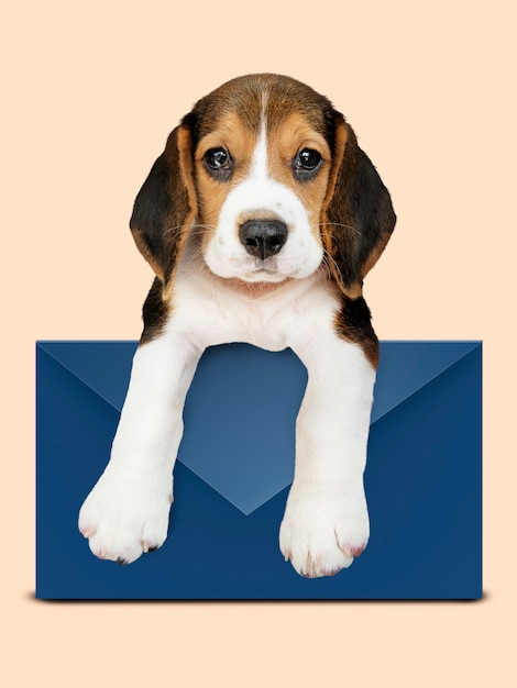 Adorable Beagle puppy with a blue envelope