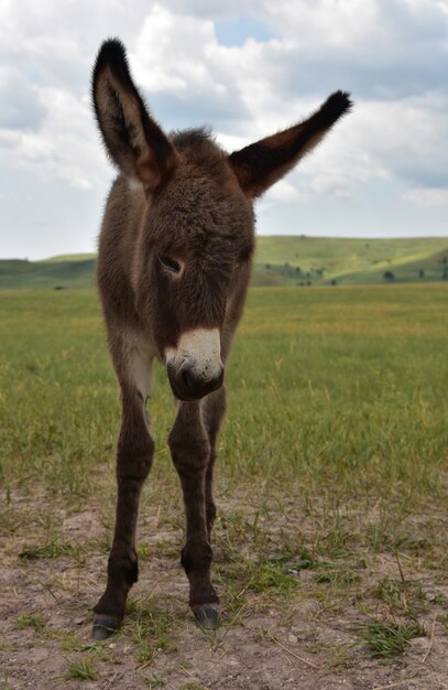 Adorable begging donkey foal in Custer State Park in South Dakota.