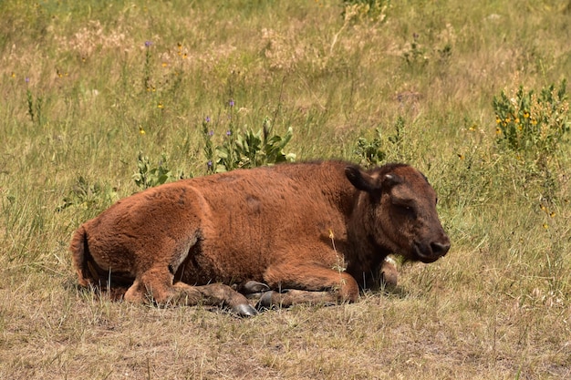 Очаровательный детеныш бизона отдыхает в поле в сельской местности Южной Дакоты