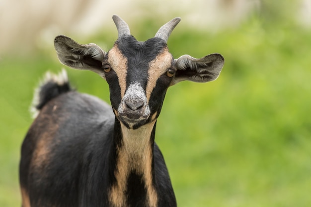 Adorable black goat with brown patterns in the zoo