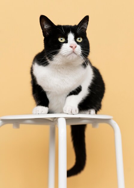 Adorable black and white kitty with monochrome wall behind her